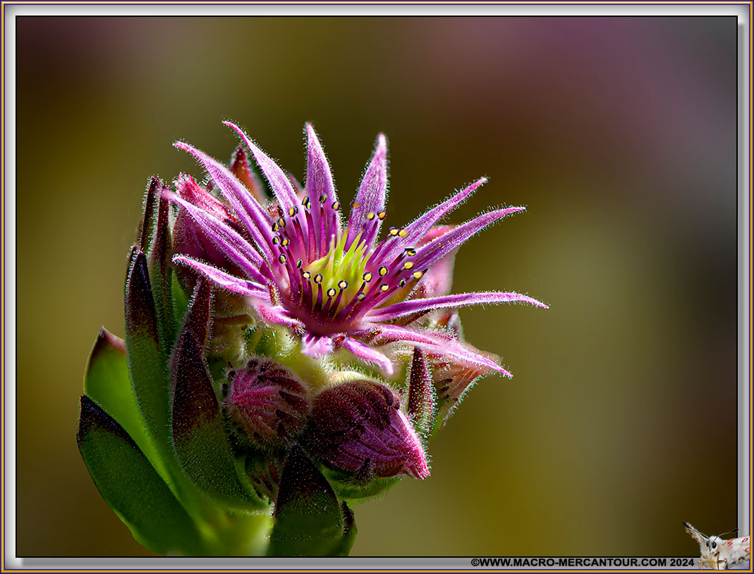 Joubarbes des montagnes